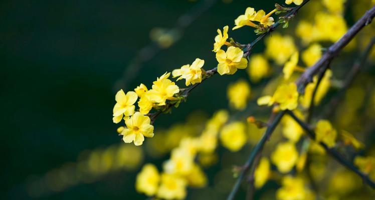 迎春花的花语与寓意（迎接新年，传递喜庆祝福的象征之花）