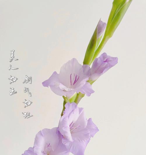 四大切花唐菖蒲的花语（探寻唐菖蒲的奥秘，了解它的花语）