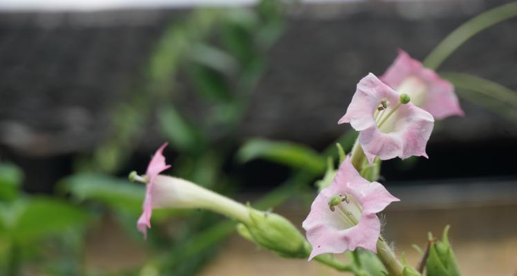 花烟草的花语和传说（揭秘花烟草的神秘面纱，了解它的意义和故事）