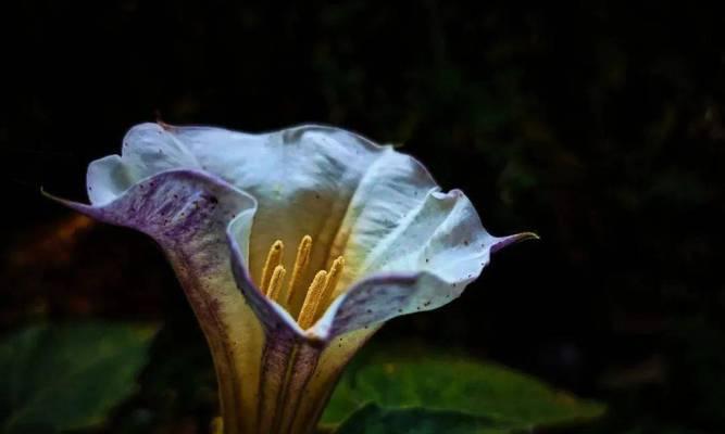 白色曼陀罗花语——寄托爱与祝福（传递清纯美丽的情感，让爱与希望绽放）