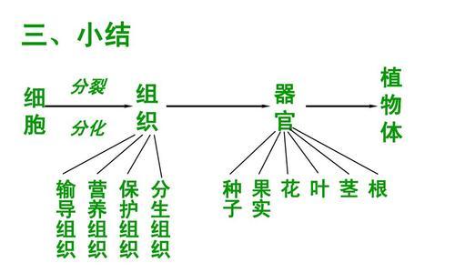 植物根的结构（探究植物根的构造和功能）