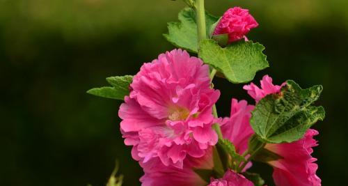 芙蓉花的养殖方法（打造芙蓉之美，享受属于你的花海）