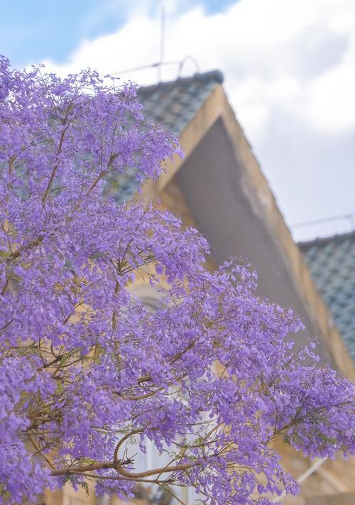 蓝楹花盛开的季节（欣赏蓝楹花的最佳时间和地点）