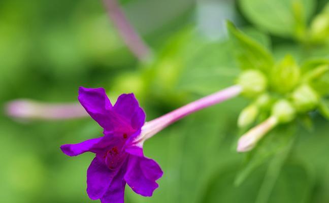 紫茉莉的养殖方法（打造花香四溢的紫色花海）