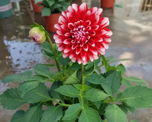 小丽花种植方法指南（从选购到养护，轻松掌握种植技巧）