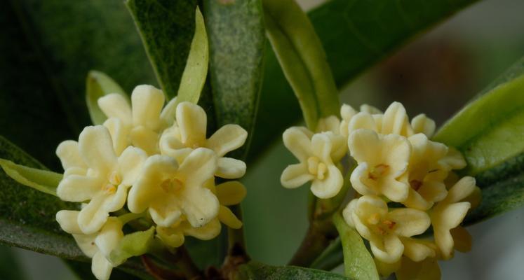 赏花养心，探秘桂花树的8大功效（揭开桂花树神奇面纱，看看它能给我们带来什么）