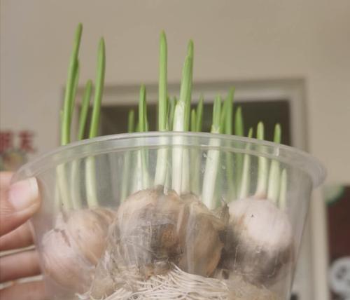 水培大蒜的种植方法（做好“水土不侵”让大蒜生长更健康）