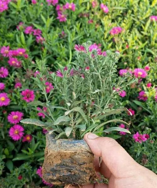 荷兰菊，夏季必备的清凉之花（荷兰菊的特点与栽培技巧，让你的夏天更美丽）