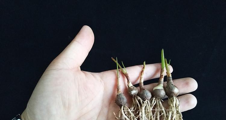 风雨兰种植方法全解析（从环境要求到生长技巧，教你轻松打造花园中的风雨兰）