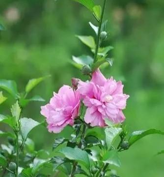 探秘木槿——多样别名的花之美（一朵花的多重身份与美丽）