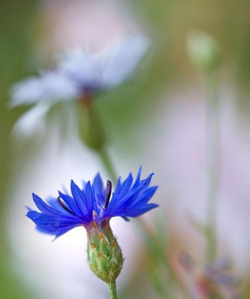 矢车菊花语与文化意义（探寻矢车菊的美丽和深刻含义）