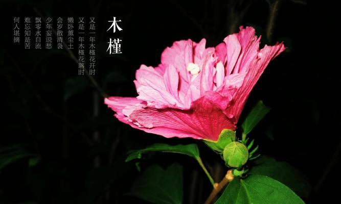 木槿花语-爱与思念（花开花落，余香依旧/深情厚谊，久久不忘）