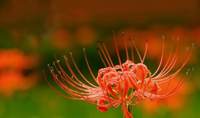 探秘彼岸花的花语象征与寓意（揭开彼岸花的神秘面纱，让你了解花开花落的生命哲学）