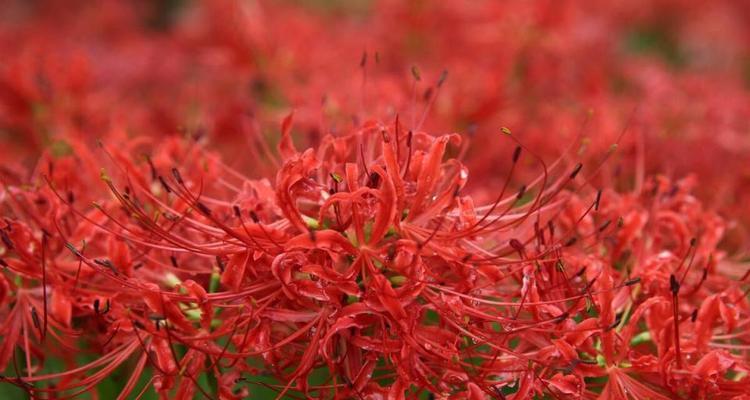 探秘彼岸花的花语象征与寓意（揭开彼岸花的神秘面纱，让你了解花开花落的生命哲学）