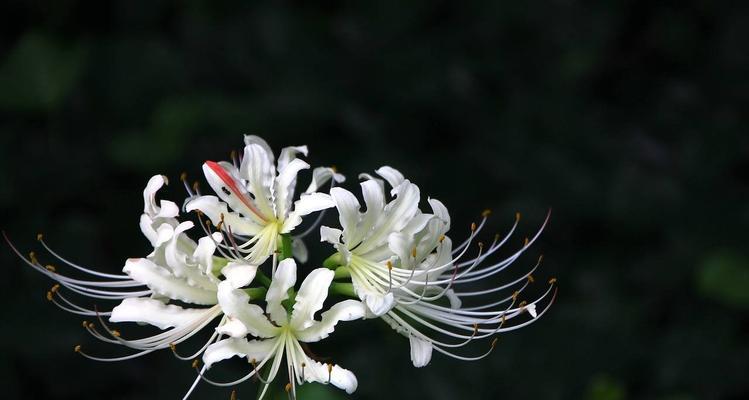 探秘彼岸花的花语象征与寓意（揭开彼岸花的神秘面纱，让你了解花开花落的生命哲学）