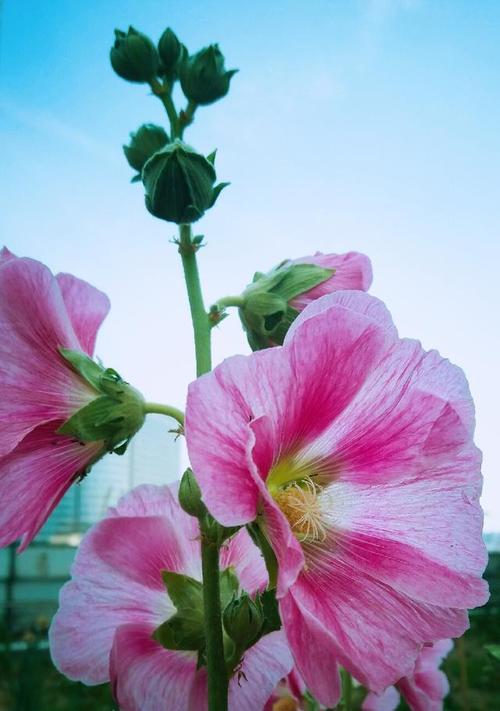 蜀葵的花语（揭示蜀葵花的含义和象征）