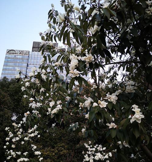 含笑花，醉人芳香（含笑花的花语与传说）