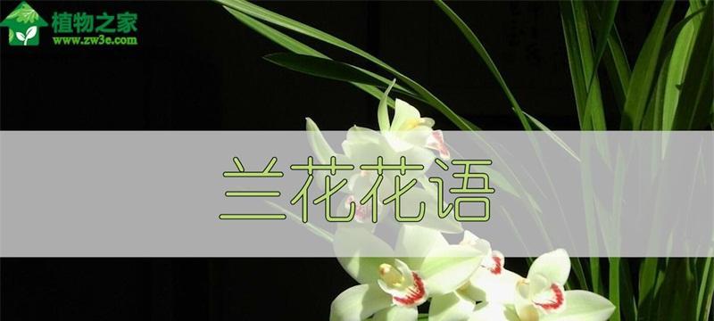 兰花花语解读（探秘兰花的神秘花语）