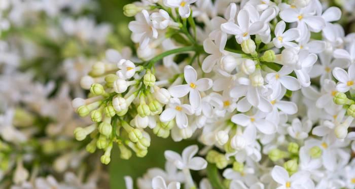 丁香花的色彩世界（探索丁香花的多彩之美）