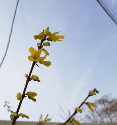 迎春花枝条干枯原因及治疗方法（寻找根源，保持迎春花常青）