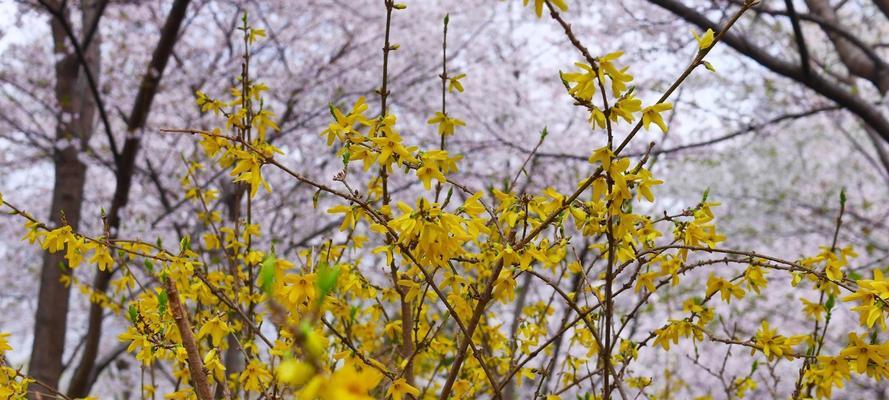 迎春花枝条干枯原因及治疗方法（寻找根源，保持迎春花常青）