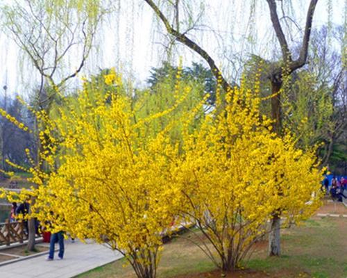 花灌木类植物——园林景观中的佼佼者