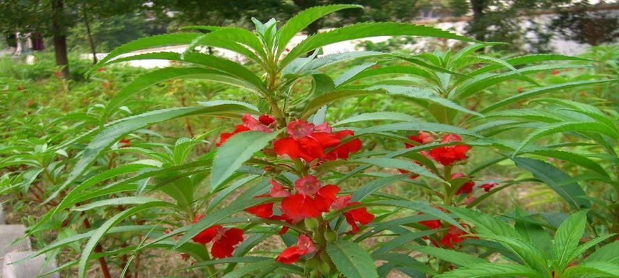 掌握凤仙花的种植方法（从种子到开花，轻松驾驭凤仙花）