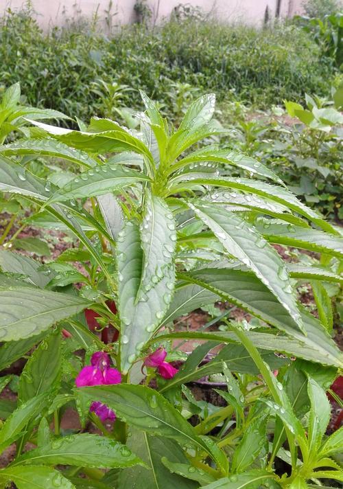 掌握凤仙花的种植方法（从种子到开花，轻松驾驭凤仙花）