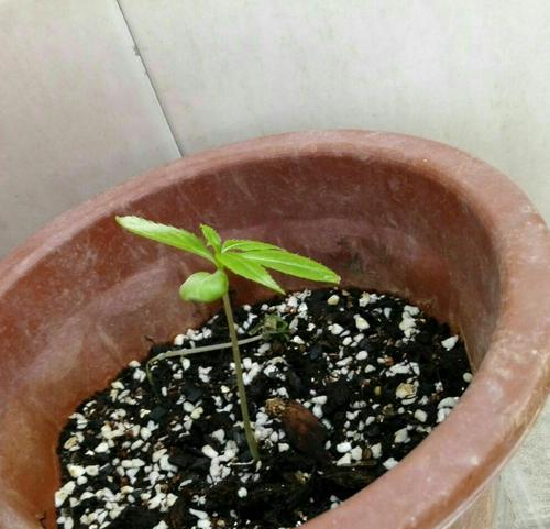 掌握凤仙花的种植方法（从种子到开花，轻松驾驭凤仙花）