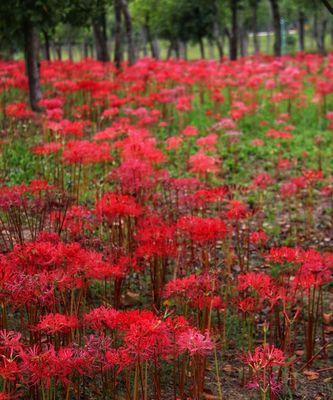 探究彼岸花的寓意（花开花落，生死轮回）