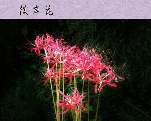 探究彼岸花的寓意（花开花落，生死轮回）