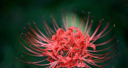 探究彼岸花的寓意（花开花落，生死轮回）