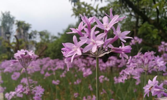 五月最美的花——月季（五月的芬芳，让我们走进月季花海）