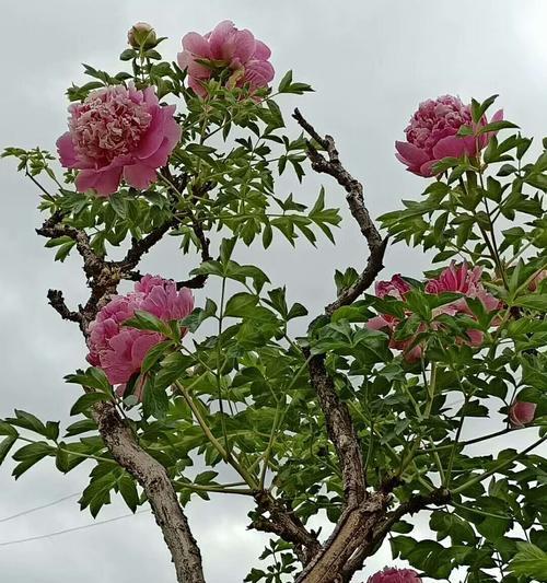 牡丹花开放时间的探究（从气候到品种，了解牡丹花的开放规律）