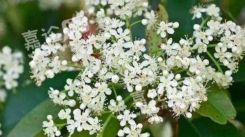 种植石楠花为学生提供宿舍文化氛围的探讨（以石楠花的特性为基础，探讨为什么要在学校宿舍种植石楠花）