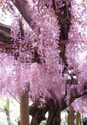 探秘最美的紫藤花品种（从颜色、花形、花量等方面比较，让你选出心仪的品种）