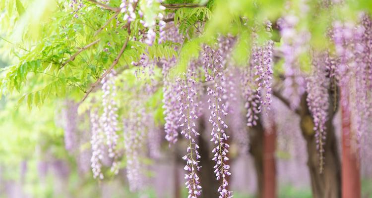 探秘最美的紫藤花品种（从颜色、花形、花量等方面比较，让你选出心仪的品种）