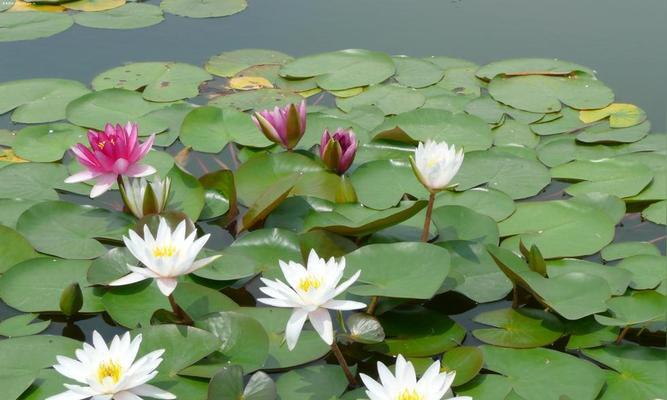 水生植物大全（探寻水中生命的奥秘）