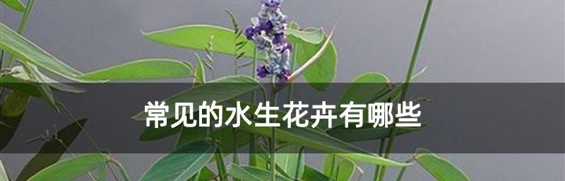 水生植物大全（探寻水中生命的奥秘）