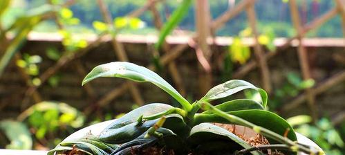 养蝴蝶兰的土壤选择（从土壤营养到根系发育的重要性）