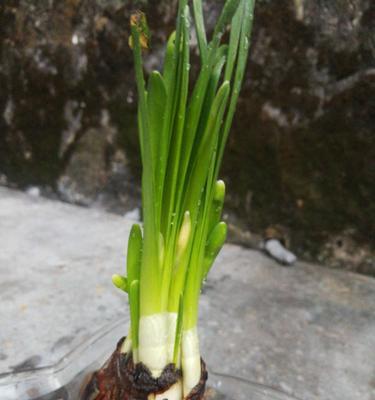 水仙花开放的季节与生长习性（春季花开，含苞待放，以及水仙花的养护之道）