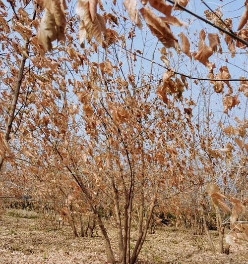 加拿大国花——糖槭树花（一朵代表着爱、信仰和希望的花）