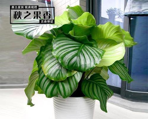 盘点世界观叶植物大全（探寻种类繁多的观叶植物世界）