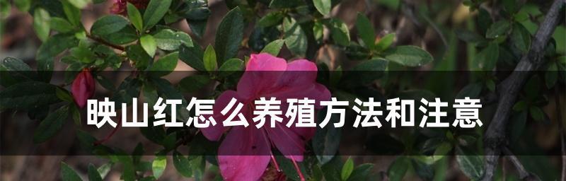 映山红养殖全攻略（从种植到管理，一步步教你打造映山红花海）