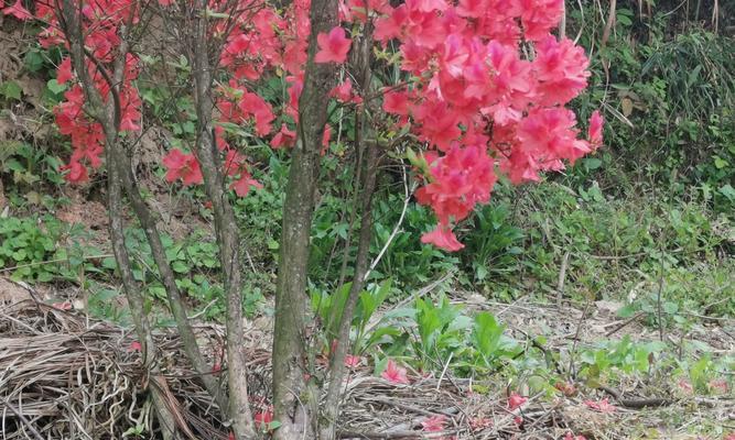 映山红养殖全攻略（从种植到管理，一步步教你打造映山红花海）