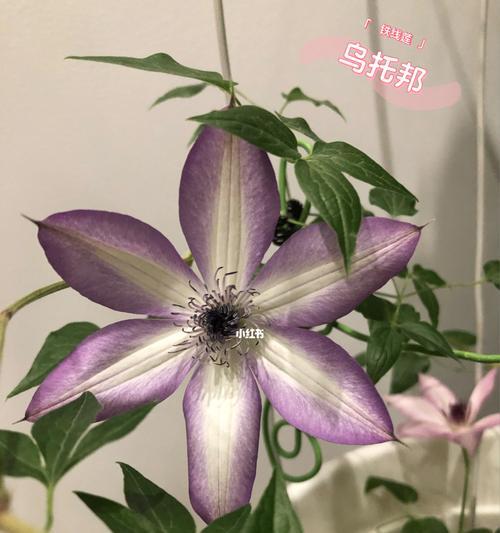 七彩铁线莲之美——不同颜色铁线莲花语的探索（探寻铁线莲花色彩背后的意义与特点）