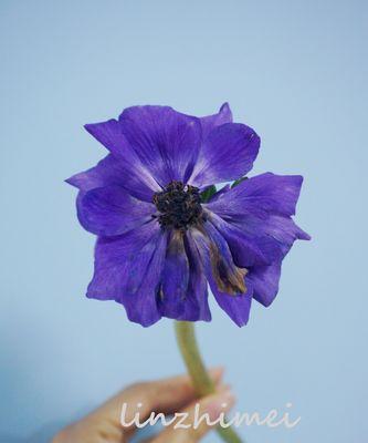 不同颜色银莲花的花语（探索银莲花的丰富内涵，解读不同颜色的象征意义）