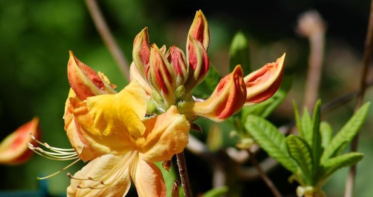 橙色风信子的花语与代表意义（传递温暖和活力的橙色风信子）