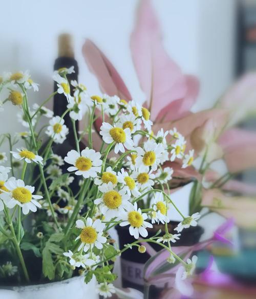 雏菊花语与寓意（探寻雏菊花语及其背后的涵义，为您提供送花的指南）