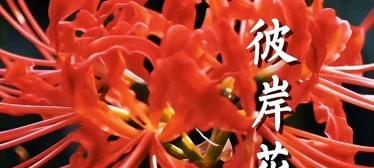 解密恶魔之花——代表恶魔的花的神秘背后（探寻恶魔之花的起源、传说和象征意义）